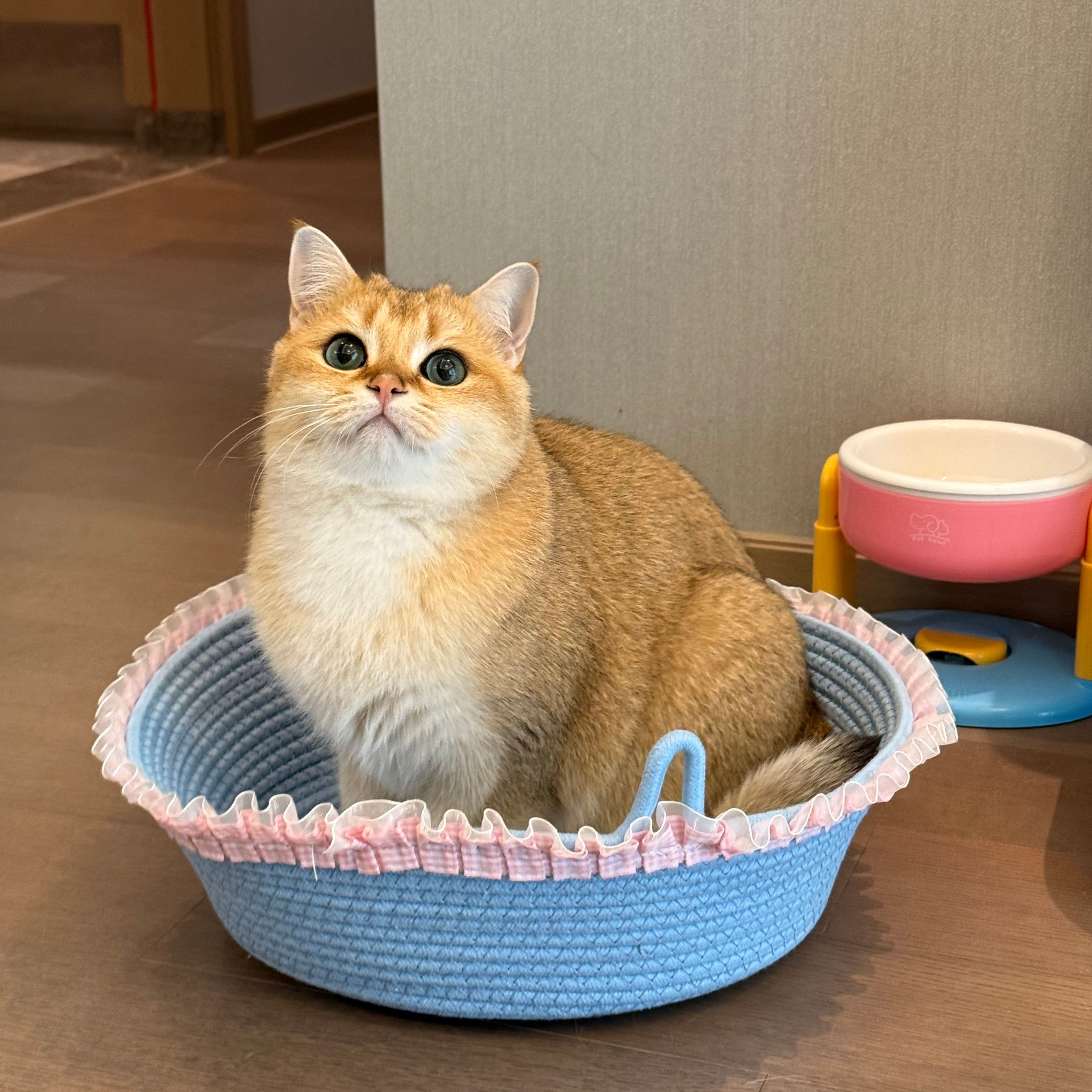 Lace Cat Bed