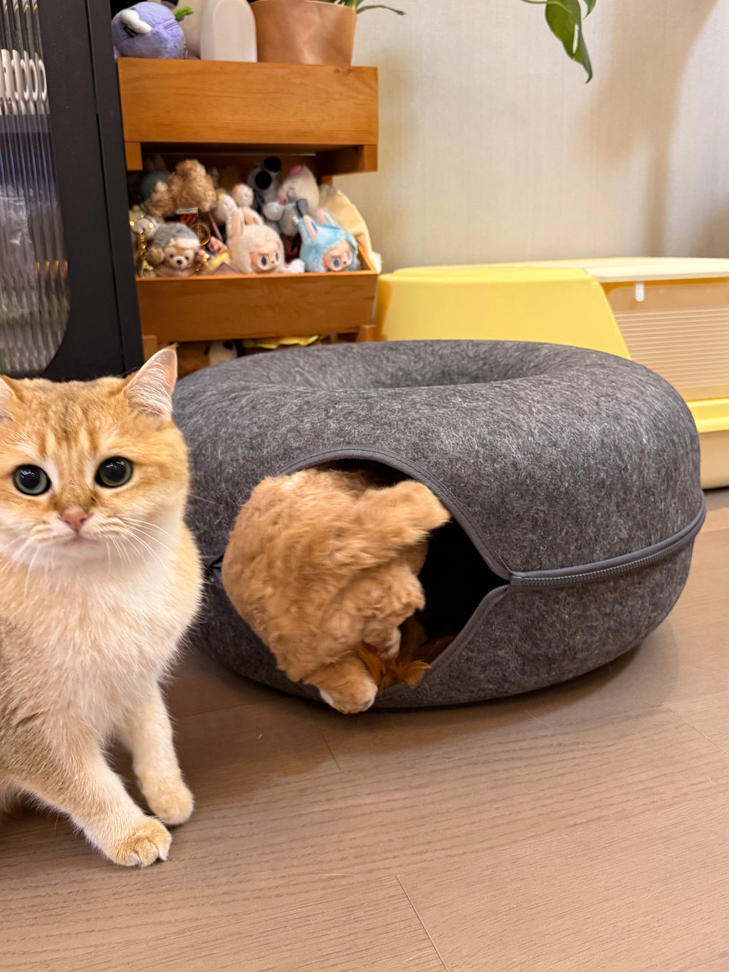 Felt Tunnel Cat Bed | 2-in-1 Enrichment Hideout 60x60x25cm